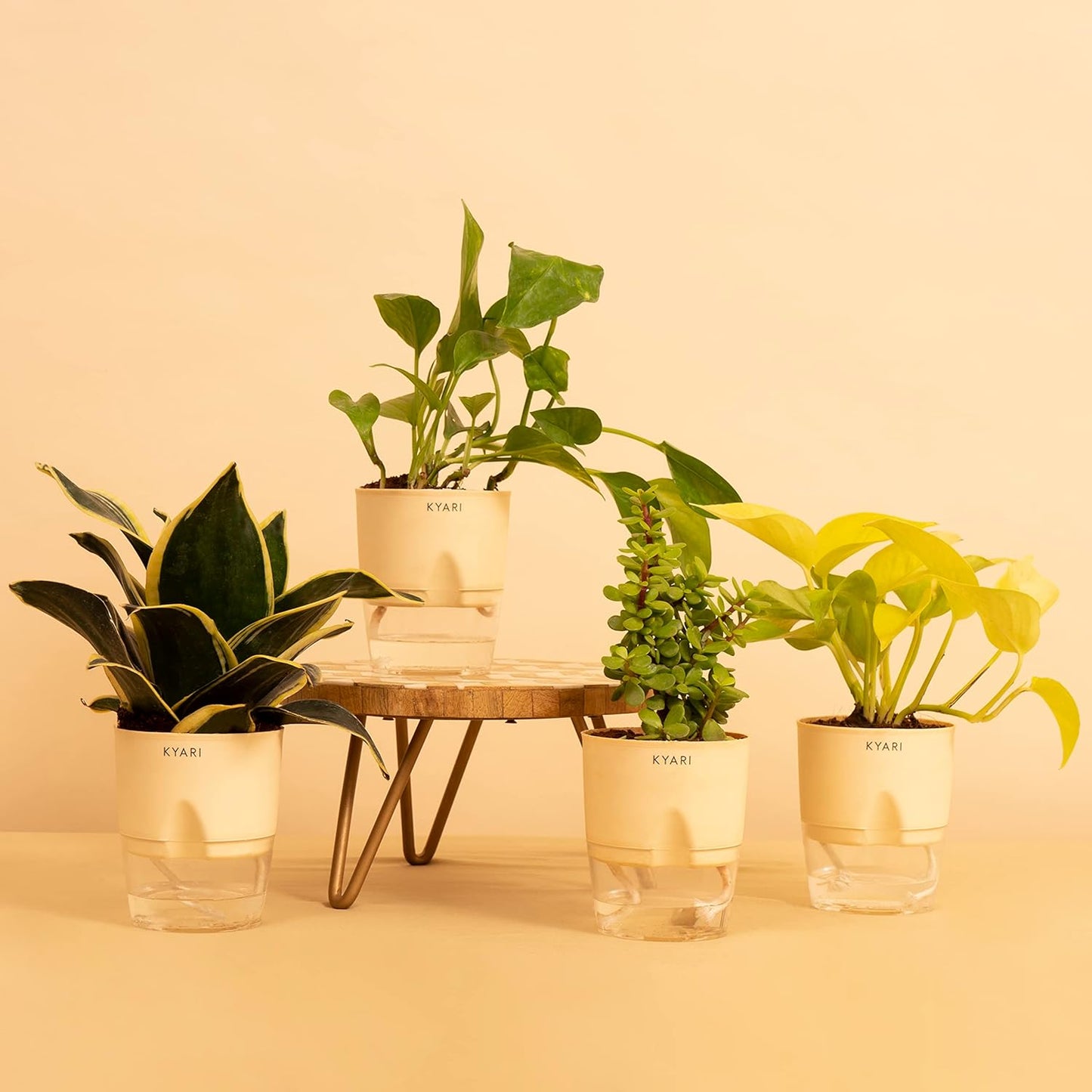 indoor plants for positivity and abundance.